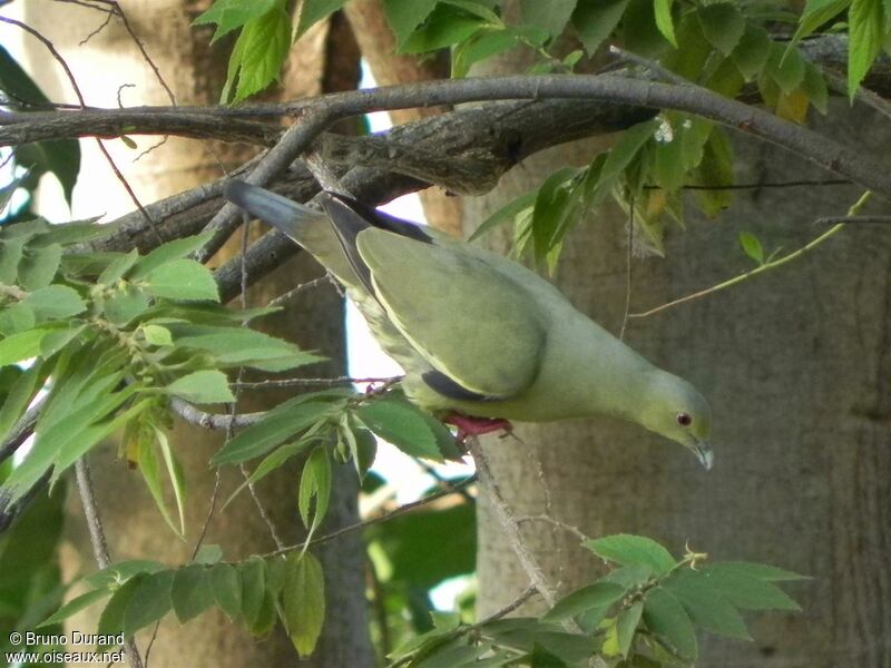 Pink-necked Green Pigeon female adult, Behaviour