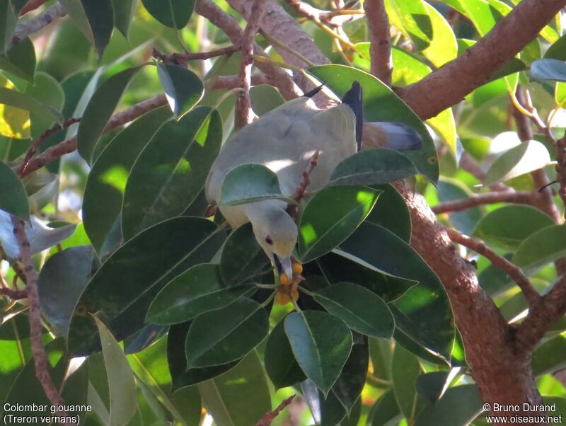 Pink-necked Green Pigeon female adult, identification, feeding habits, Behaviour