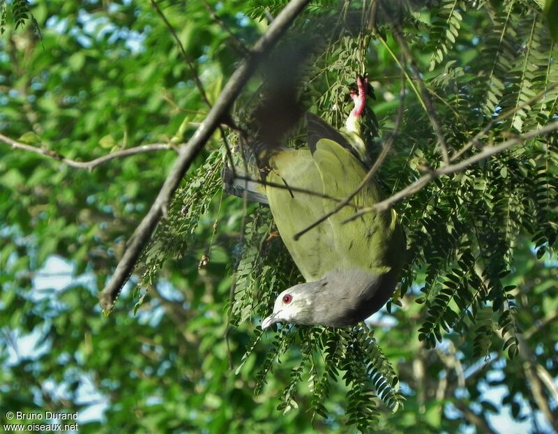 Pink-necked Green Pigeon male adult, Behaviour