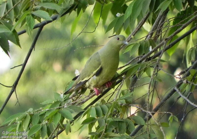 Pink-necked Green Pigeon female adult, identification