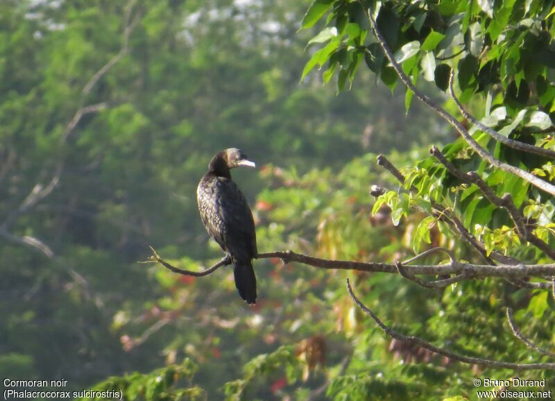 Little Black Cormorant, identification, Behaviour