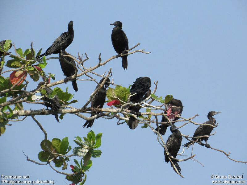 Little Black Cormorant, identification, Behaviour
