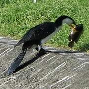 Little Pied Cormorant