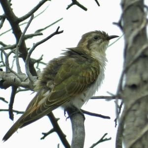 Horsfield's Bronze Cuckoo