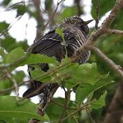 Himalayan Cuckoo