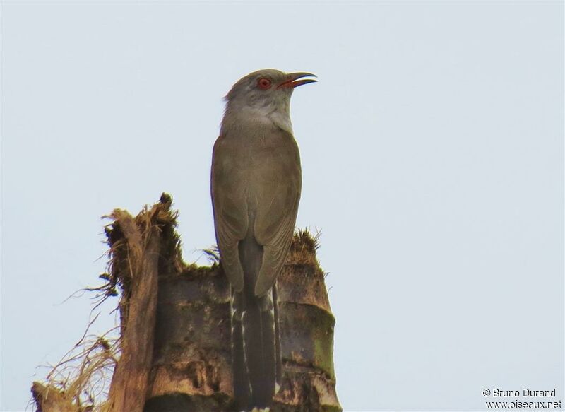 Plaintive Cuckoo male, song