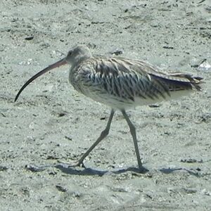 Eurasian Curlew 
&copy; Bruno Durand 