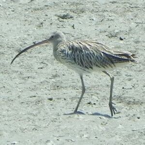 Eurasian Curlew 
&copy; Bruno Durand 