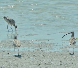 Eurasian Curlew 
&copy; Bruno Durand 