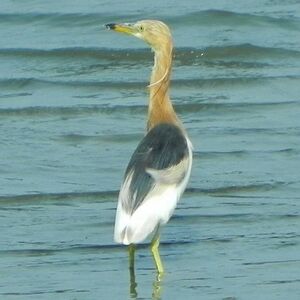 Javan Pond Heron