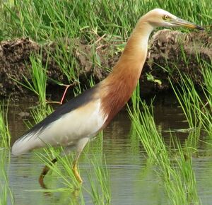 Javan Pond Heron