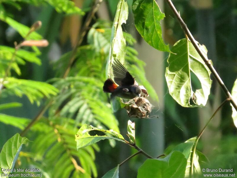 Scarlet-headed Flowerpeckeradult, Flight