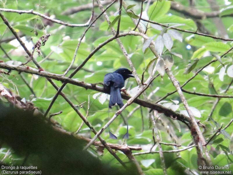 Greater Racket-tailed Drongo, identification