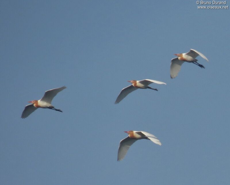 Eastern Cattle Egret, Flight