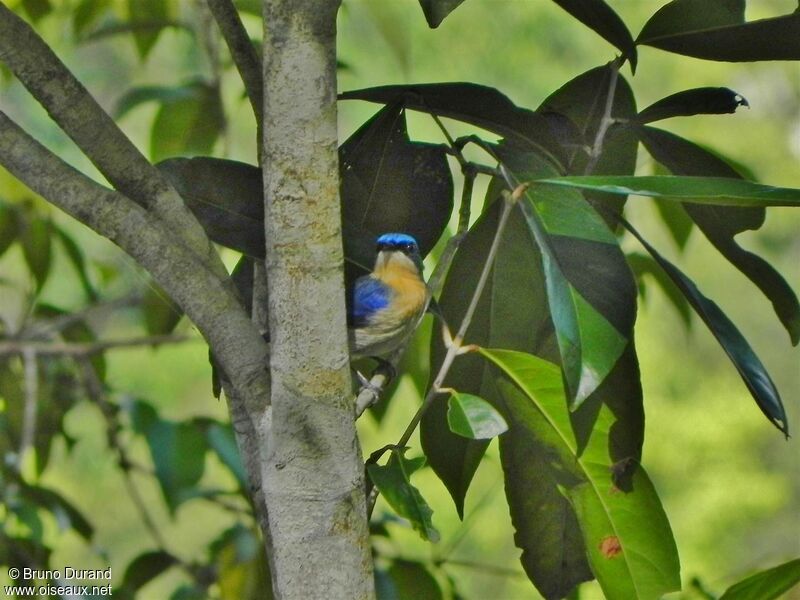 Malaysian Blue Flycatcher female adult, identification, Behaviour