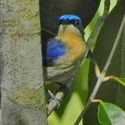 Malaysian Blue Flycatcher
