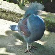 Western Crowned Pigeon