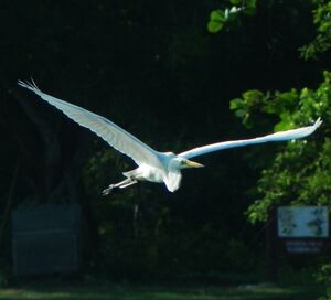 Great Egret