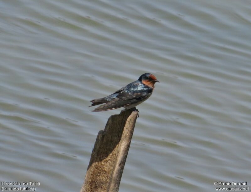 Pacific Swallow, identification