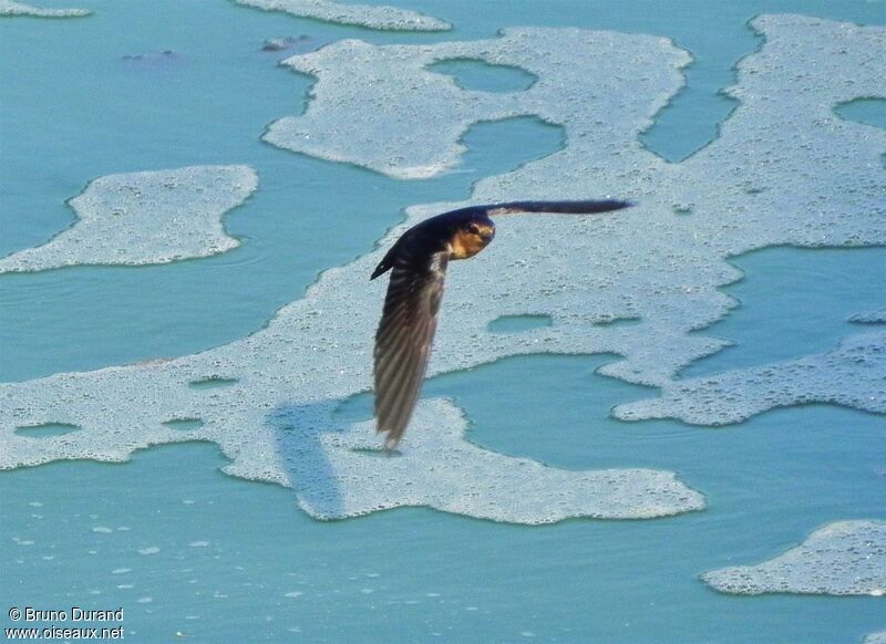 Pacific Swallow, Flight