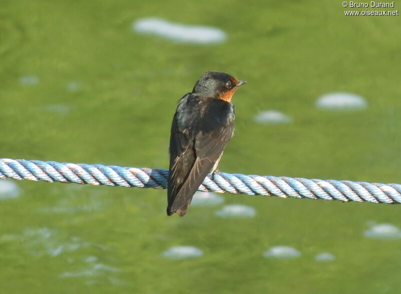 Pacific Swallow, identification, Behaviour