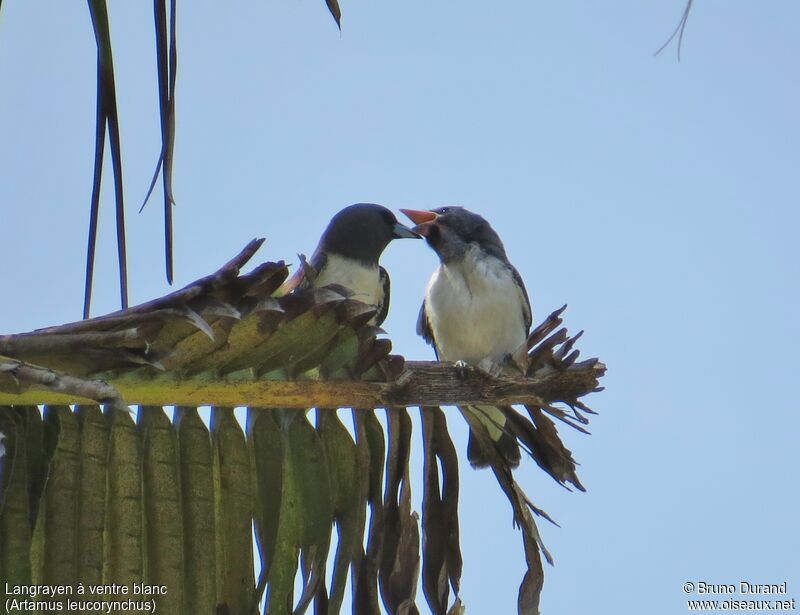 White-breasted Woodswallowjuvenile, identification, Behaviour