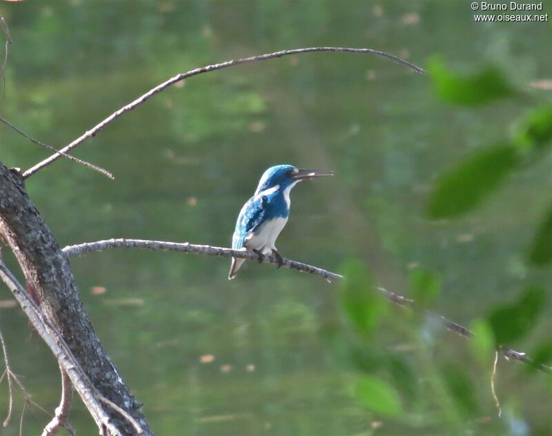 Cerulean Kingfisher, identification, feeding habits, Behaviour