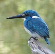 Cerulean Kingfisher
