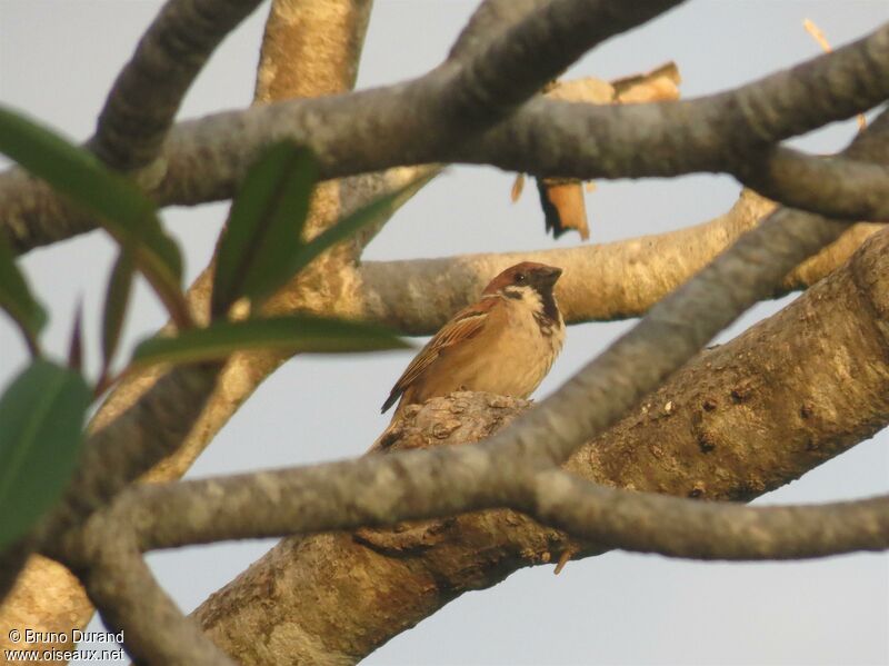 Eurasian Tree Sparrow, identification, Behaviour