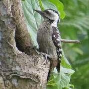 Freckle-breasted Woodpecker