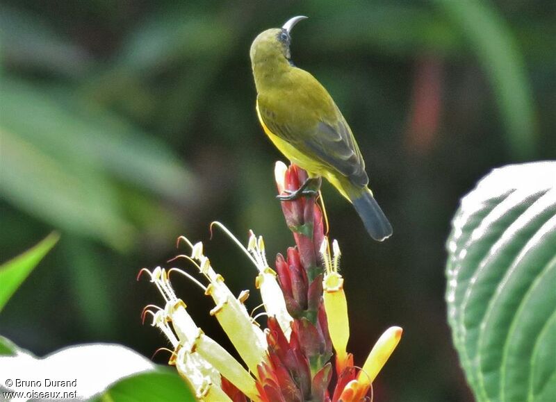 Garden Sunbird male adult, identification, Behaviour
