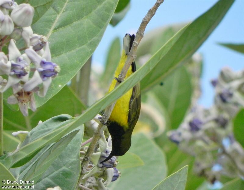 Garden Sunbird male adult, identification, feeding habits, Behaviour