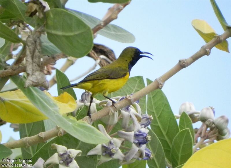 Olive-backed Sunbird male adult, song, Behaviour