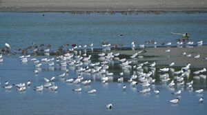 Gull-billed Tern