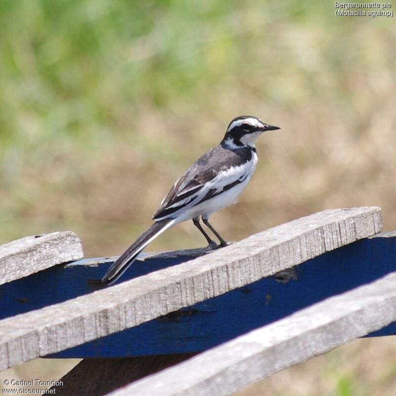 African Pied Wagtailadult, identification