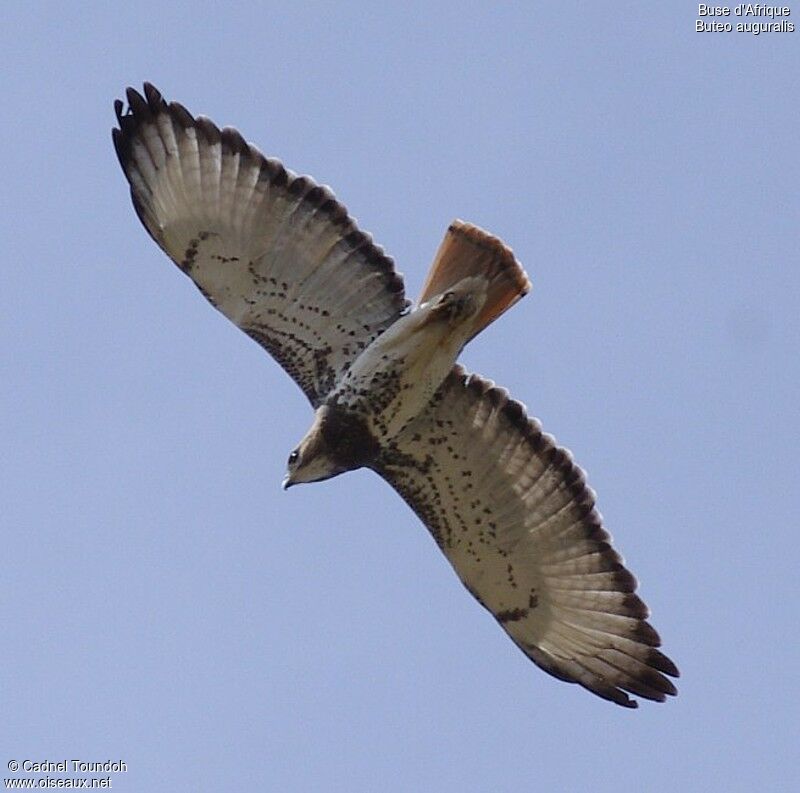 Red-necked Buzzardadult, Flight