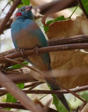 Cordonbleu � joues rouges