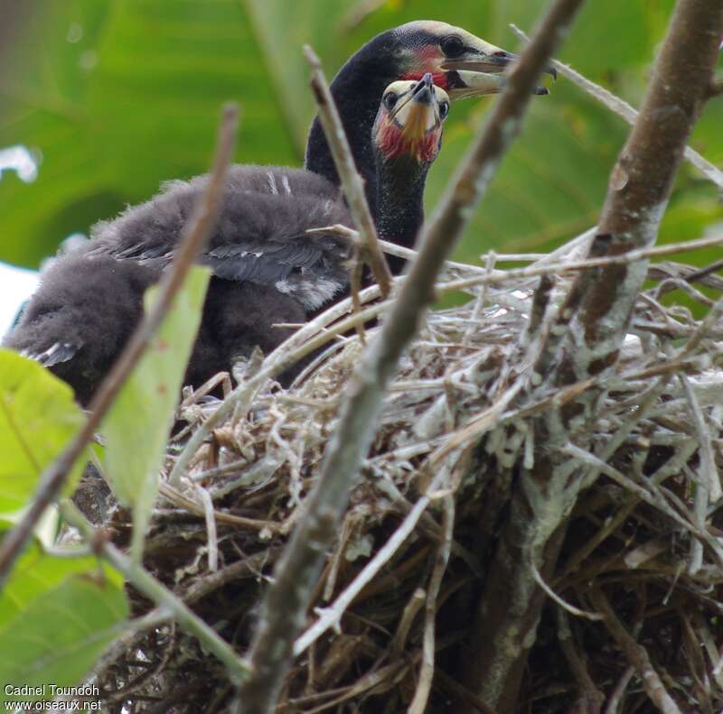 Reed Cormorant, Reproduction-nesting