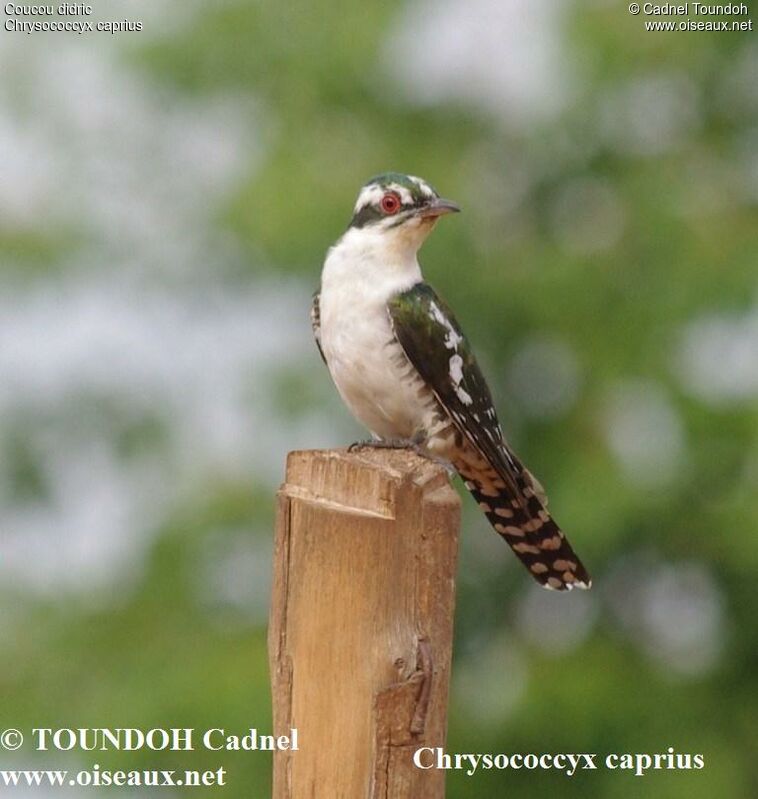 Diederik Cuckoo male adult, identification