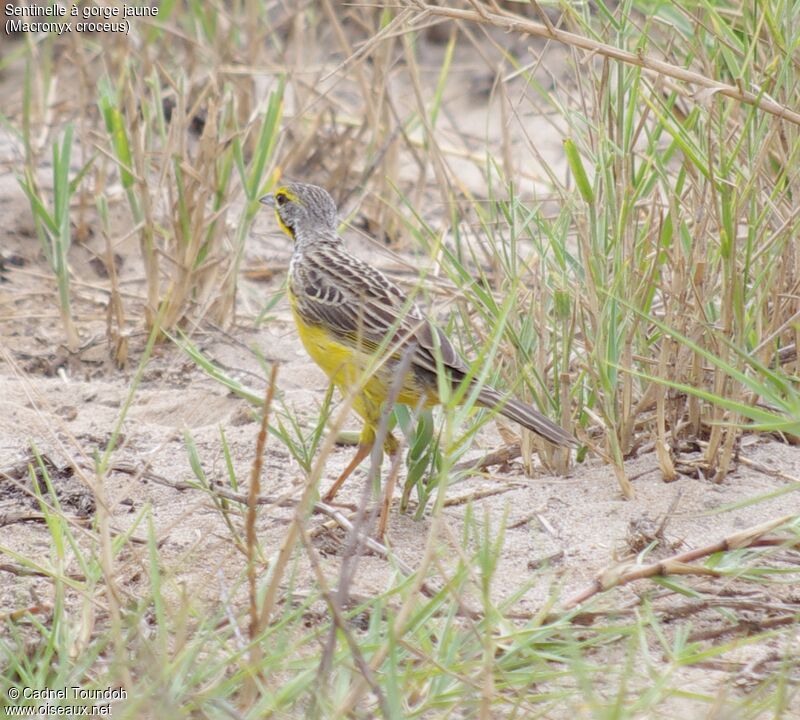 Yellow-throated Longclawadult, identification