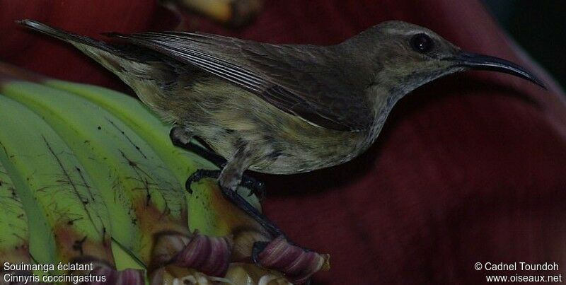 Splendid Sunbird female adult, identification, song
