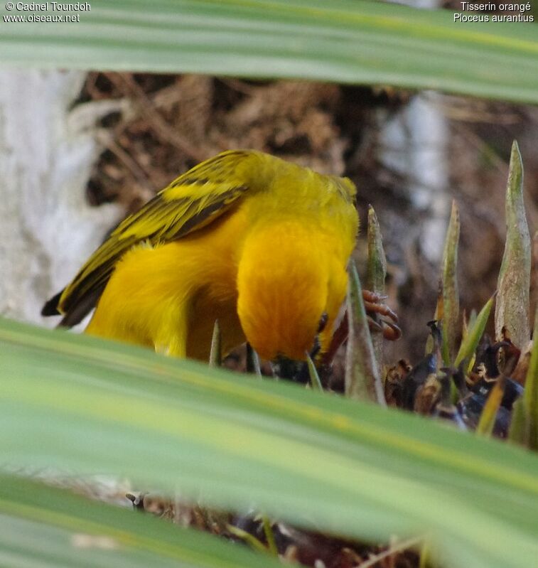 Orange Weaver male adult breeding, identification, song