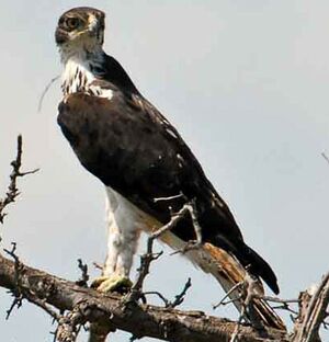 Aigle fasci�