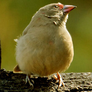 Red-billed Firefinch