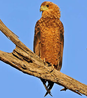 Bateleur des savanes