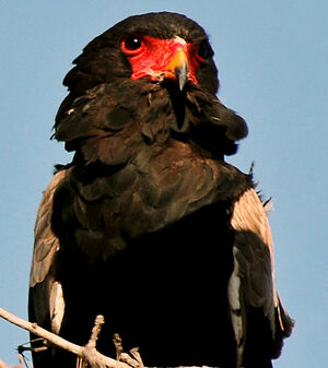 Bateleur des savanes