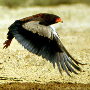 Bateleur des savanes