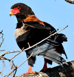 Bateleur des savanes