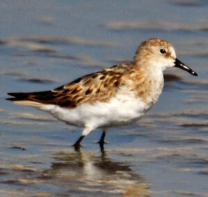 Little Stint