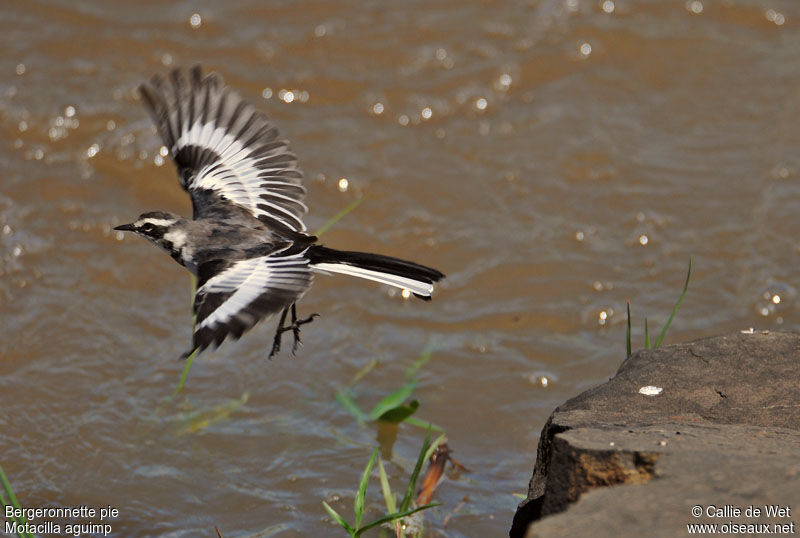 African Pied Wagtailimmature